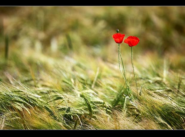 �������, ������: